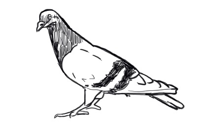 pigeon