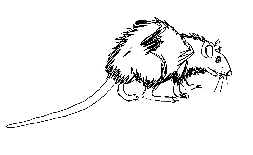 rat